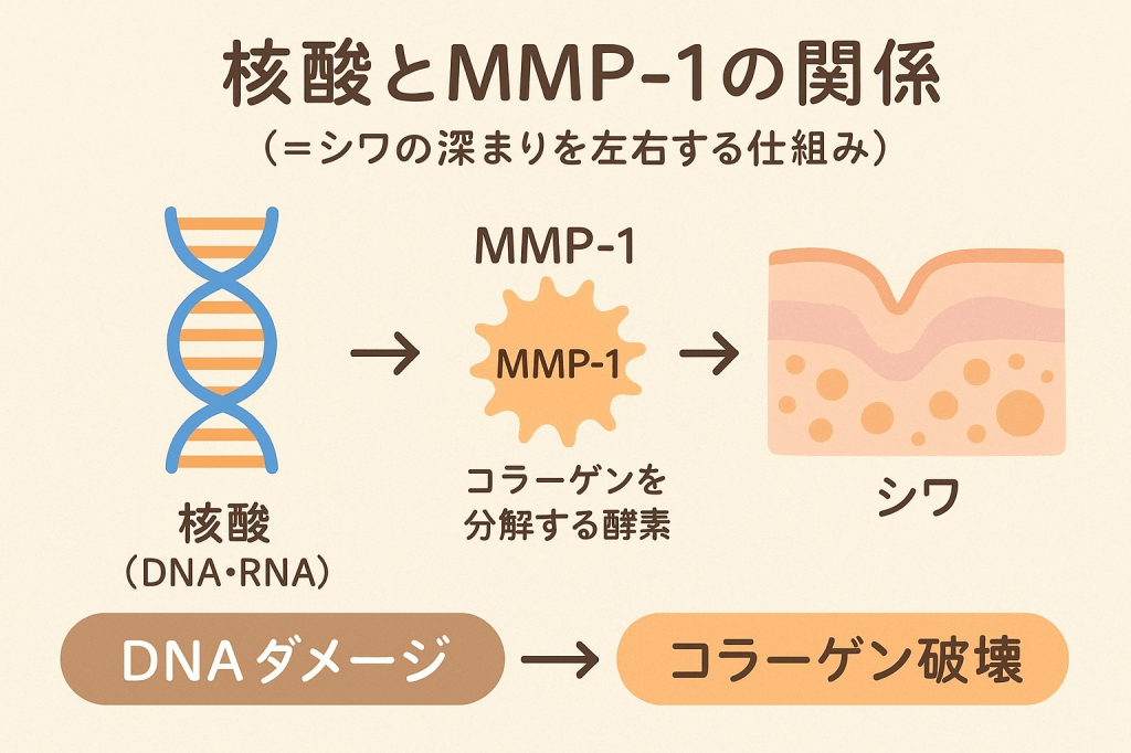 核酸はお肌にどういいの？シワ編